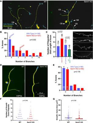 SARM1 Suppresses Axon Branching Through Attenuation of Axonal Cytoskeletal Dynamics